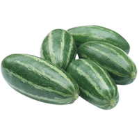 Courge verte pointue fraîche de qualité supérieure, légumes de qualité supérieure du Bangladesh, courge verte pointue du Bangladesh