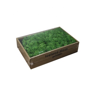 จีนโรงงาน 500 กรัม/กล่องสีเขียวที่เก็บรักษาไว้ iceland <span class=keywords><strong>moss</strong></span> stabilized สำหรับภายในตกแต่งภูมิทัศน์