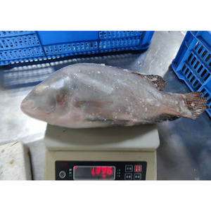 Pescado Tilapia Entero <span class=keywords><strong>Congelado</strong></span> IQF al por Mayor, 300-800g, Proveedor Chino para el Mercado Africano - Product Image 3