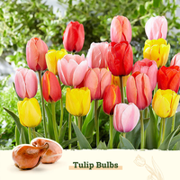 Kit de culture de fleurs en bulbes de tulipes, mélange de fleurs de style campagnard pour utilisation au sol, pour la fête des mères, comme cadeau pour les amateurs de jardinage