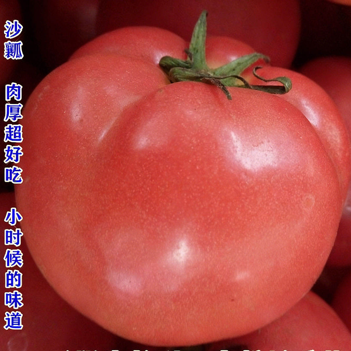 6# มะเขือเทศผงใหญ่ 100 เมล็ด