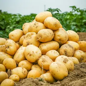 Venda quente por atacado exportador de batata profissional de alta qualidade batatas a granel com Global Gap & Haccp e preço barato pronto para enviar
