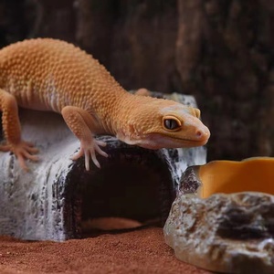 Barbarous BG Tăng Trưởng HMDB-001 Bán Buôn Cảnh Quan Thiết Kế Nhựa Bò Sát Tránh Mặt Trời Sân Thượng Nhựa Betula Ẩn Hang Động - Product Image 5