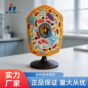 แบบจำลองเซลล์สัตว์ Qinghua QH3216-1, อุปกรณ์การสอนกายวิภาคเซลล์สำหรับชั้นมัธยมศึกษา, เครื่องมือวิทยาศาสตร์และการศึกษา - Product Image 5