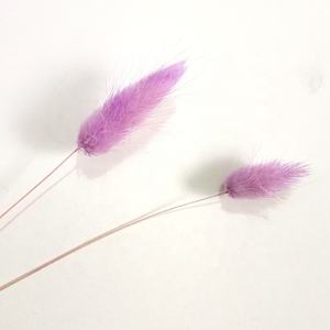 Vente en gros 50 pièces/bouquet d'herbe de queues de lapin <span class=keywords><strong>Lagurus</strong></span> ovatus séchée naturelle pour la décoration de la maison - Product Image 6