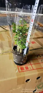 Tanaman Ficus Berdaun Halus dalam Pot untuk Ruang Tamu, Tanaman Hijau Indoor, Pohon Uang, Batang Pohon Selalu Hijau, Empat Musim, Pemurni Udara, Model Cina 050305 - Product Image 6