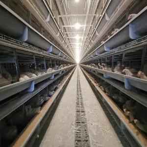 सबसे अच्छा बिक्री पोल्ट्री चिकन पिंजरे बैटरी पिंजरों बिछाने मुर्गियाँ अल्जीरिया में बेचने