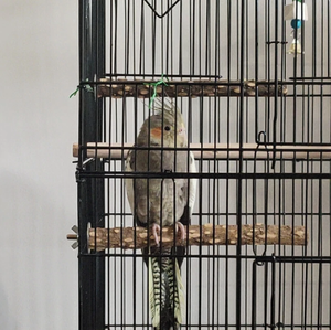 Juguete de Percha de Madera al por Mayor para Pájaros, Accesorios de Percha para Jaulas de Loros, Perchas de Rama para Periquitos, Cacatúas, Conures y Guacamayos - Product Image 3