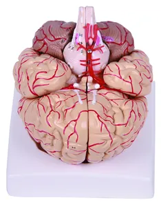 医学教育用动脉神经模拟人脑