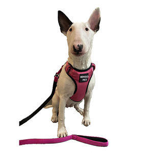 Áo phao cho chó Bully bằng chất liệu Neoprene mềm cao cấp - Product Image 4
