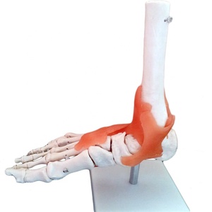 Человеческая медицинская модель стопы, анатомическая структура стопы в натуральную величину - Product Image 2