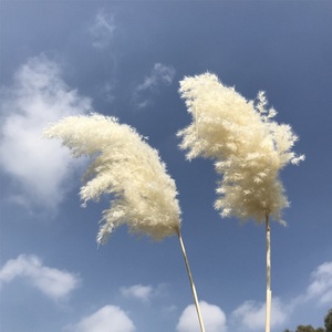 Y027 Giá Cả Phải Chăng Wedding Trang Trí Nội Thất Màu Nâu Tự Nhiên Khô <span class=keywords><strong>Miscanthus</strong></span> Cỏ Ngắn Khô Bảo Quản <span class=keywords><strong>Miscanthus</strong></span> Pampas Cỏ Để Trang Trí - Product Image 3