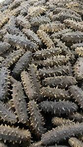 Pepino-do-mar Semi-seco de Alta Qualidade 1000g, Validade de 18 Meses, Atacado a Granel e Envio Rápido - Product Image 5