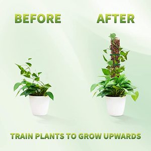 Supporto Trasparente in Plastica per Piante Rampicanti 2023, Palo per Muschio da Interno ed Esterno - Product Image 5