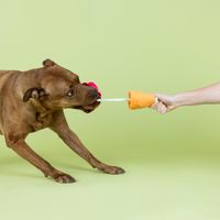 Jouet en peluche pour chien en forme de cornet de crème glacée double, avec corde et pompon, jouet à mâcher couineur pour chien avec visage de dessin animé