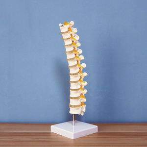 Vertèbre thoracique et nerfs spinaux modèle ZM1022 Taille naturelle - Product Image 6