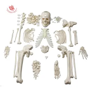 FRT001-2人体骨骼成人全身206个离散骨分散教学资源