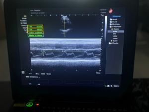 Pemindai <span class=keywords><strong>Ultrasound</strong></span> hewan peliharaan Digital penuh termurah harga mesin <span class=keywords><strong>Ultrasound</strong></span> portabel hewan peliharaan genggam - Product Image 5