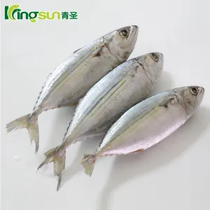 Top Quality Mackerel Frozen Indian Mackerel Whole Round