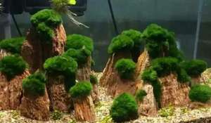 Piedra de hueso de pollo de roca artificial <span class=keywords><strong>para</strong></span> acuario - Product Image 4