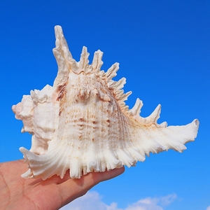 Coquille de remplacement pour hermit crab, coquille de conque naturelle, coquille de conque en gros, escargot à mille mains, escargot Kirin, paysage d'<span class=keywords><strong>aquarium</strong></span> - Product Image 2