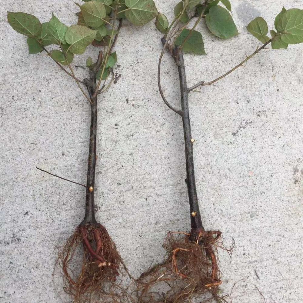 Цветок антилопы для рассады растений