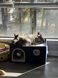 Foldable <strong>Cat</strong> Cube House with Scratch Pad Plush Ball Indoor Covered <strong>Cats</strong> Cave Bed for <strong>Cat</strong> Cozy Hideaway <strong>Condo</strong> for Multi Pets - Product Image 6