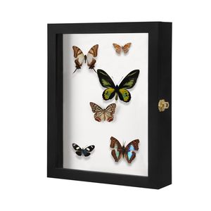 Boîte de présentation d'insectes en bois <span class=keywords><strong>noir</strong></span> avec porte en verre transparent, pour objets de collection - Product Image 1