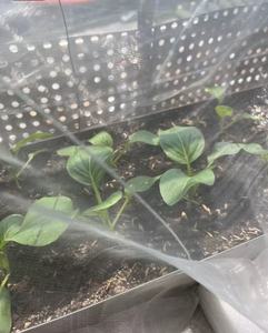 Nhà Kính nông nghiệp chống côn trùng màn hình lưới vườn cây ăn quả HDPE nhựa Poly Pest Repellent Nhà Nông nghiệp nông nghiệp nete - Product Image 1