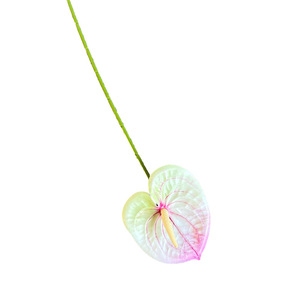 Flores de Anturio de PVC Impresas en 3D con Tacto Real, Decoración Moderna Ecológica para Pascua, Regreso a Clases, Navidad - Product Image 6
