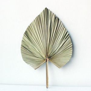 Follaje blanqueado y planta Lanza <span class=keywords><strong>seca</strong></span> natural Hoja de <span class=keywords><strong>Palma</strong></span> Flor Hoja de <span class=keywords><strong>palma</strong></span> <span class=keywords><strong>seca</strong></span> - Product Image 2
