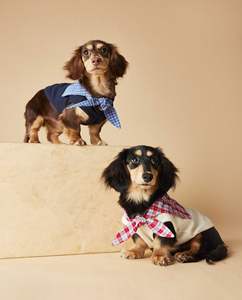 JXANRY-Gilet sans manches bleu marine pour chien, collection printemps-été, vêtements en polyester solide pour Teddy <span class=keywords><strong>Schnauzer</strong></span> Yorkie Dachshund - Product Image 3