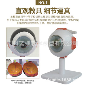 Modèle anatomique de globe oculaire humain à grossissement 3x, anatomie du globe oculaire, organe sensoriel, modèle d'ophtalmologie ORL - Product Image 5