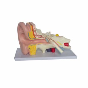 Venta al por mayor de <span class=keywords><strong>PET</strong></span>/PVC 3D modelo anatómico del oído humano para la educación y la formación en ciencias médicas - Product Image 3