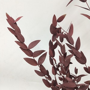 Branches d'<span class=keywords><strong>eucalyptus</strong></span> séchées naturelles et préservées, de couleurs mélangées, à feuilles fines, type Gunni, pour la décoration de la maison, des vases, des tables et des murs - Product Image 6
