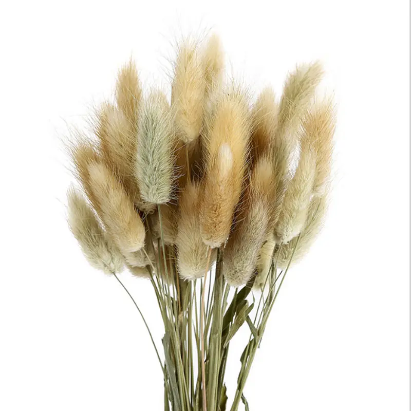 Fiori secchi secchi erba pennisetum coda del coniglio fieno bunny coda di piante naturali decorativo secchi lagurus fiori per la Decorazione domestica