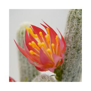 Mini Real Touch <span class=keywords><strong>piante</strong></span> <span class=keywords><strong>grasse</strong></span> verdi in vaso <span class=keywords><strong>con</strong></span> fiore per la decorazione della scrivania pianta di <span class=keywords><strong>Cactus</strong></span> artificiale - Product Image 3