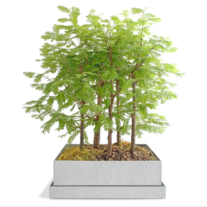 Dawn Red Wood Bonsai Forest Tree Starter Kit Original Design Bonsai Wire Set Plant Grow Pot Garden Home Bent Processing <span class=keywords><strong>Service</strong></span> - Product Image 1
