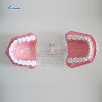 Modelo de Enseñanza de Cepillado Dental Ampliado 2 Veces con Cepillo de Dientes para Educación en Higiene Bucal, CE ISO ROHS CNAS