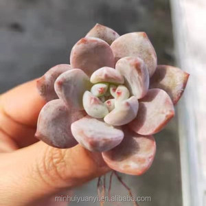 Venta al por mayor de plantas suculentas Plantas ornamentales de interior <span class=keywords><strong>Echeveria</strong></span> - Product Image 4