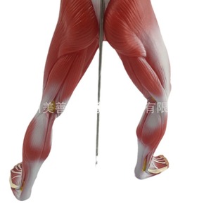 Modèle de muscle humain (50 cm) - Morphologie et structure musculaire du corps entier - Anatomie musculaire - Modèle de muscle pour la kinésiologie humaine - Product Image 1