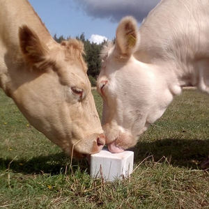 White Solid <strong>Halite</strong> Salt Block For Cattle Mineral Supplement Essential Livestock Nutrition Pure Rock Salt Lick For Farm Barn Use - Product Image 2