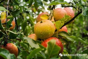 Tinh khiết tự nhiên đông lạnh nước táo tập trung từ brc nhà máy - Product Image 2