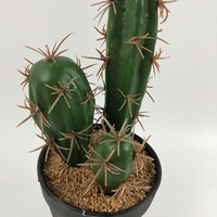 Cactus artificiel en pot à arrivée rapide, plante succulente de simulation, fausse plante verte d'intérieur en pot pour la maison, le bureau, la table