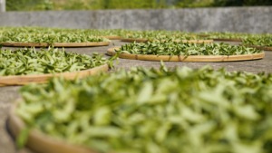 Té Negro en Hojas Sueltas, Crudo, Saludable y Adelgazante, en Bolsas y Cajas, Venta al Por Mayor, Directo <span class=keywords><strong>de</strong></span> Fábrica - Product Image 4