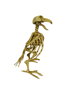 Manufacturers Wholesale High Quality Popular <b>Plastic</b> Birds Toys <b>Animal</b> Skeleton Model <b>Plastic</b> Halloween Crafts - Product Image 1
