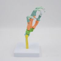 Modelo de cuerpo humano modelo de anatomía Color flexible mano hueso modelo esqueleto humano anatomía muñeca articulación herramienta de enseñanza médica