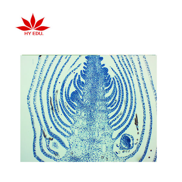 Фиксированные 25 видов изучения науки Микротом парафиновая секция ботаника микроскоп подготовленные слайды для биологического класса