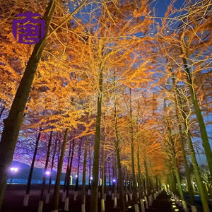 ไฟพาร์ LED สีผสม RGBW 4-in-1 ความสว่างสูง 36 ดวง 3w สำหรับงานเวที รายการทีวี แสงสีขาว - Product Image 5