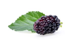 Лучшая цена, черный порошок малины, экстракт плодов тутового дерева, порошок, экстракт Черного тутового дерева - Product Image 3